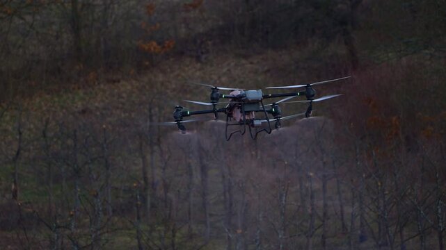 Agricultural Drone Sprays Crop Protection Mist Over Pruned Fruit Trees, Showcasing Smart Farming Technology
