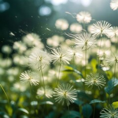 Obraz premium dandelion