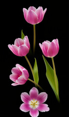 Fototapeta premium pink tulips on black background