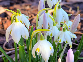 snowdrops in the garden. early sprin © AlMacro