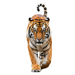 Obraz premium Tiger walking forward with tail curled up and eyes looking ahead directly transparent background