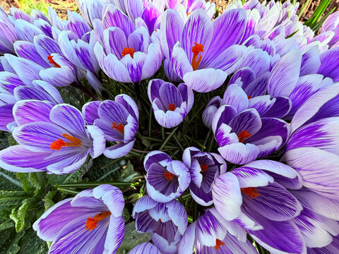 Crocus flowers blooming in early spring