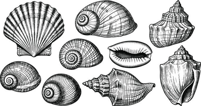 Hand drawn vintage seashell collection with scallop conch cowrie and spiral snails in engraving woodcut style isolated on white background for marine design.