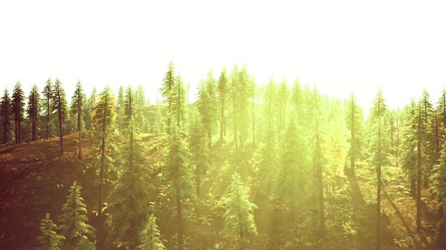 Sunlit forest shadows. Silhouettes of trees against luminous sky. Sun shining through canopy illuminating rolling hills and tree outlines in silhouette
