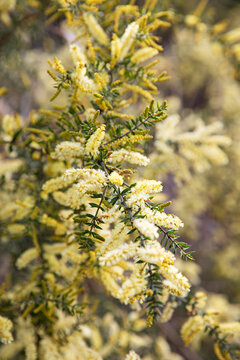 Close-up of a acacia wattle plant with delicate yellow flowers and green leaves in soft focus