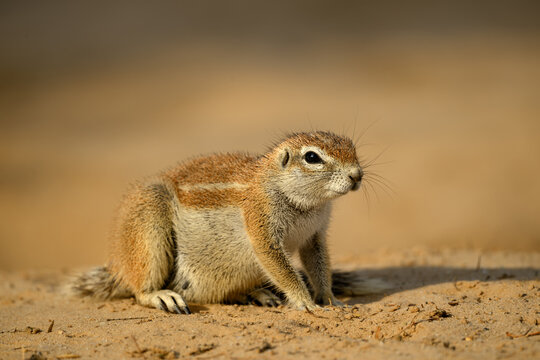 Close up of a South African ground squirrel, Kgalagadi Transfrontier Park