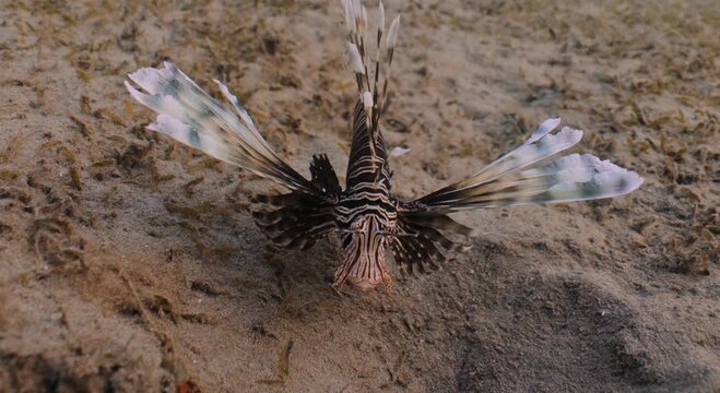 Close-up portrait of a lionfish swimming just above coarse sandy seabed, its dramatic fins spread wide, textured patterns sharp and detailed, showing elegant movement and quiet power near the ocean