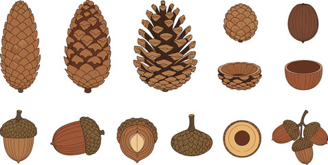 Autumn Forest Seed and Pinecone Collection featuring Detailed Acorns Shells and Coniferous Elements for Seasonal Botanical Backgrounds Nature Landscape Graphics and Woodsy Vector Illustration Designs © MstRakha