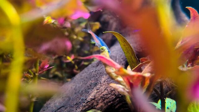 4K Video of Cardinal Tetra Feeding in a Lush Planted Aquarium Tank, Colorful Tropical Freshwater Fish Swimming Among Aquatic Plants in a Natural Aquascape Environment