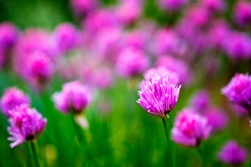 Fototapeta premium Allium hollandicum, group of purple persian ornamental onion flowers in bloom