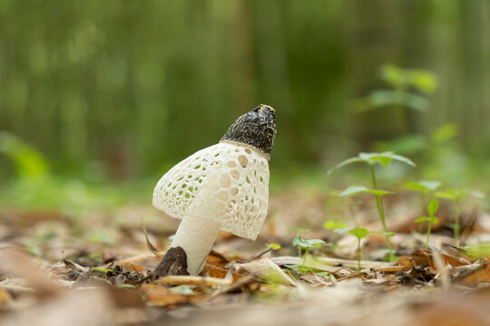 竹林に生えたアカダマキヌガサタケ	Phallus rubrovolvatus 