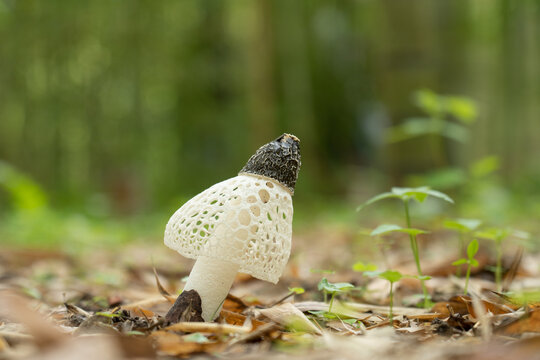 竹林に生えたアカダマキヌガサタケ	Phallus rubrovolvatus 