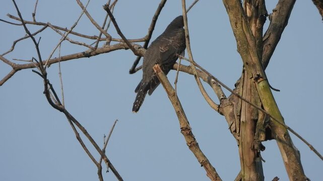 Hawk eagle sitting on tree .