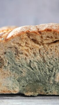 Slow motion close up of mold growing on sliced bread surface with spores spreading over time