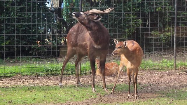 Close-up of a male Sitatunga antelope (Tragelaphus spekii) raising its head and bellowing near a female in a zoo enclosure