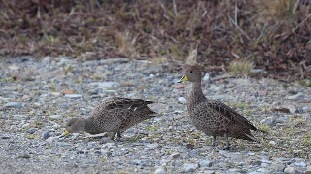 South Georgia pintail ducks forage on a rocky shoreline, yellow bills visible as the pair walks and feeds in a quiet subantarctic coastal habitat.