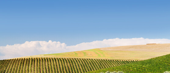 Naklejka premium Sunlit vineyard rows with mountain backdrop