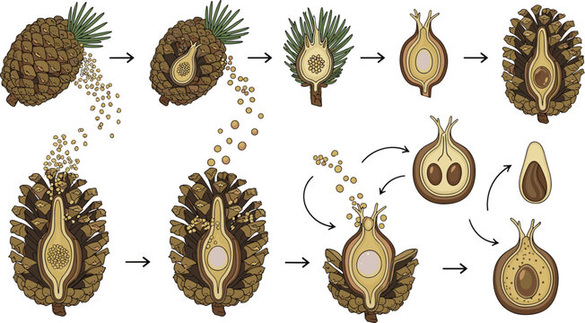 Pine Cone Seed Development Vector Diagram Featuring Pollination, Fertilization, Ovule Structure, and Seed Formation Botanical Process Illustration