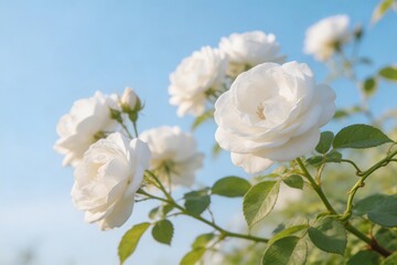 Fototapeta premium White roses in full bloom against a bright blue sky. Delicate petals and green foliage highlight their natural beauty, evoking springtime freshness and serene outdoor charm.