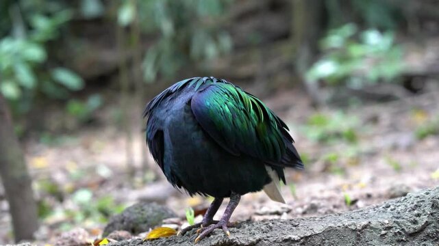 Nicobar Pigeon displaying iridescent green and blue plumage in forest. 