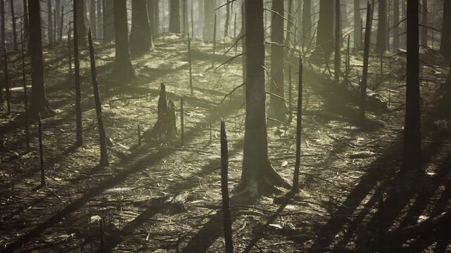 Foggy slender trunks and pale light through mist, repeating vertical lines create moody composition and minimalist depth cinematic melancholy and quiet mystery