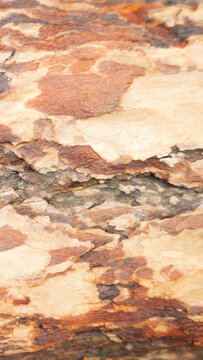 Peeling Arbutus Bark Texture Arbutus Menziesii Madrone Tree