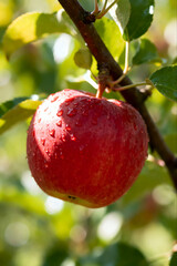 Obraz premium ​A fresh, ripe red apple hanging on a tree branch in an orchard, covered in morning dew or water droplets. Shot in natural sunlight with a blurred bokeh background