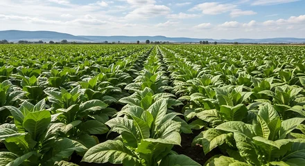 Tobacco plants growing in an agricultural field, wide rural landscape under bright natural daylight, showcasing rich green leaves texture and farming concept. © Marmi