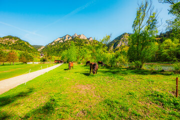 Peak Tri Koruny or Trzy Korony during day with green meadow and trees in spring. Pieniny National park in Slovakia and Poland © Zedspider