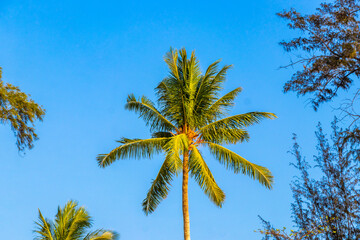 Obraz premium Tropical Palms tree Palm trees blue sky rainforest jungle Thailand.