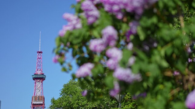 さっぽろライラックまつり。春の大通公園とテレビ塔の風景