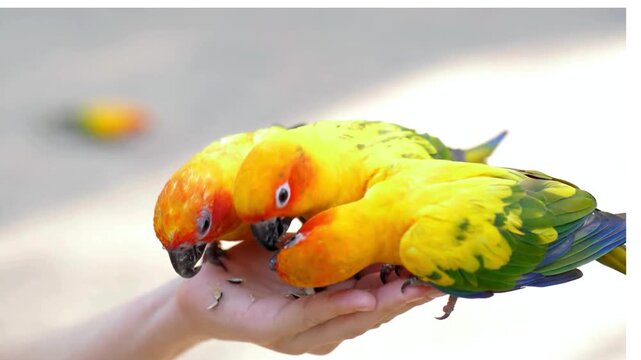 Cute couple Sun Conure parrot bird group on Human hand , HD Clip. 
