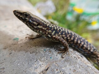 Fototapeta premium Wild lizard moving across stone in natural habitat