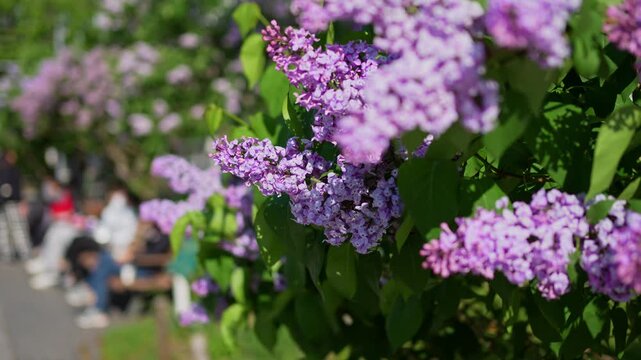 晴天の大通公園。新緑と花が揺れるさっぽろライラックまつりの風景