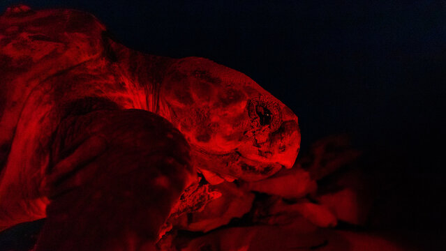 Sea turtle protection through conservation and education in Boa Vista, Cape Verde
