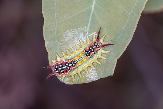 Colourful Cup Moth Caterpillar on Green Leaf