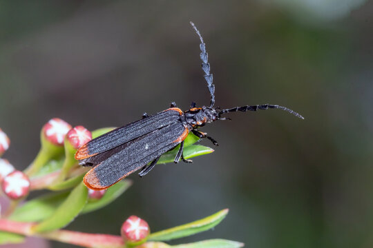 Wild Beetle Sitting on Plant Buds in Natural Habitat