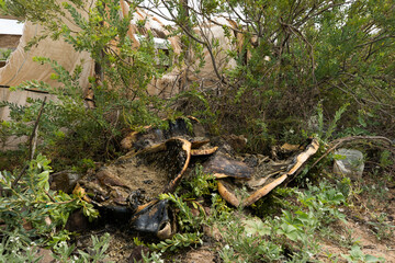 Fototapeta premium Sea turtle protection through conservation and education in Boa Vista, Cape Verde