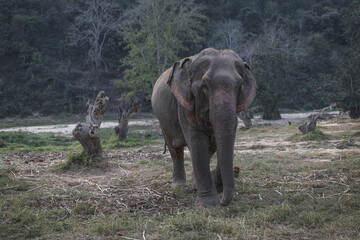 Obraz premium Asian Elephant in natural environment
