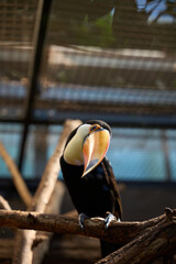 Fototapeta premium Toucan Perched on Branch Inside Greenhouse, Tropical Bird