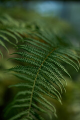 Fototapeta premium Close-up of Lush Green Fern Fronds, Botanical Garden