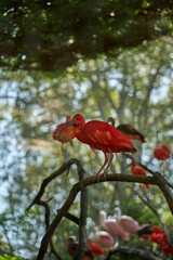 Fototapeta premium Two Scarlet Ibis Perched on Tree Branch, Tropical Birds