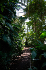 Fototapeta premium Lush Green Pathway Through Dense Tropical Greenhouse