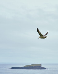 Obraz premium Seagull in the air on cloudy weather