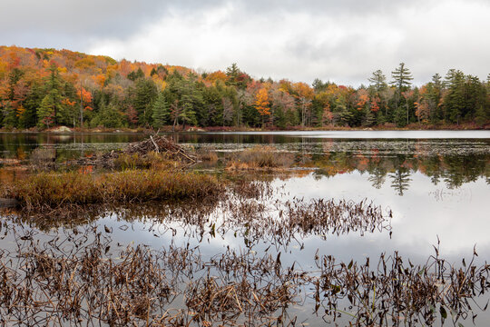 A beaver lodge and pond on a calm overcast autumn day