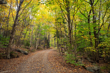 Fototapeta premium A trail leads through a forest of early autumn trees