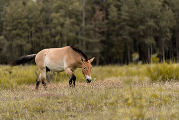 Naklejka premium A wild horse eating grass in a field with a forest background