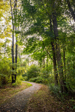 Tree lined path gently curves through park in late summer
