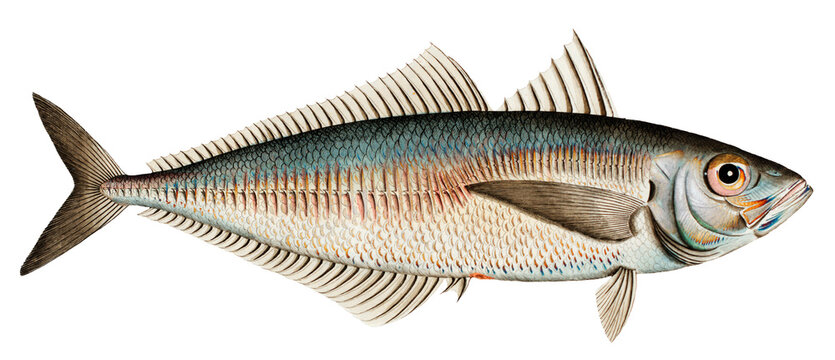 Mackerel Scad hand painted Illustration. Scad (Scomber Trachurus)