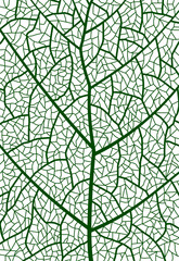 Obraz premium Closeup green tree leaf veins texture pattern background vector macro structure details. Green leaf veins of plant skeleton with abstract organic cells on white background for nature pattern